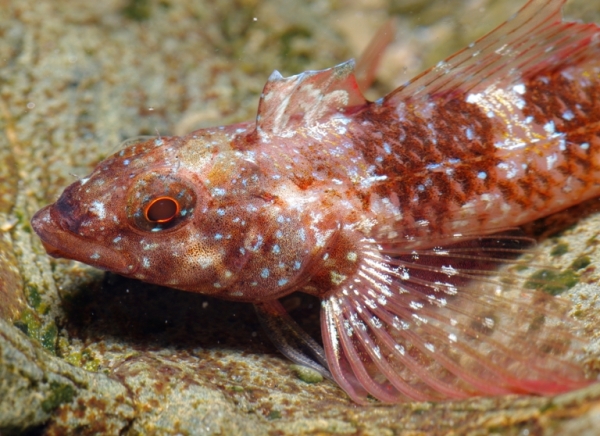 Pesce, Mare Egeo, 06.2011 (Tripterygion tripteronotus)